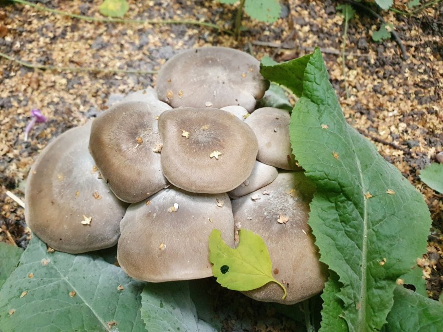 Рядовку землисто-серую (Tricholoma terreum)