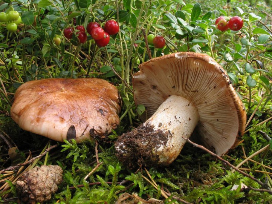 Рядовка серая Tricholoma portentosum.