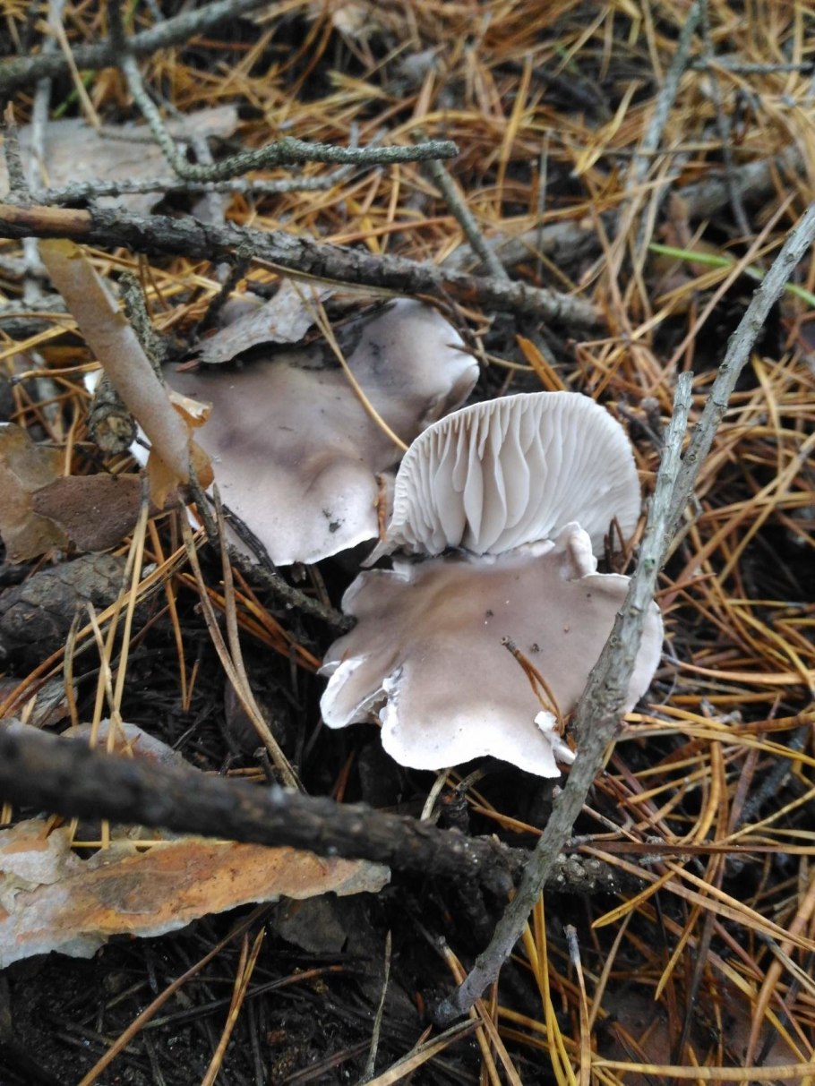 Рядовка скученная Lyophyllum decastes
