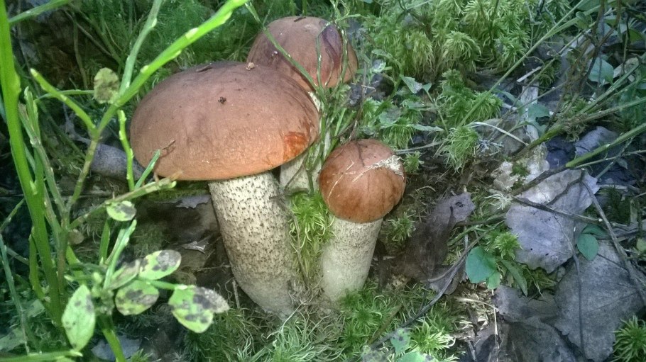 Белый гриб подосиновик масленок и