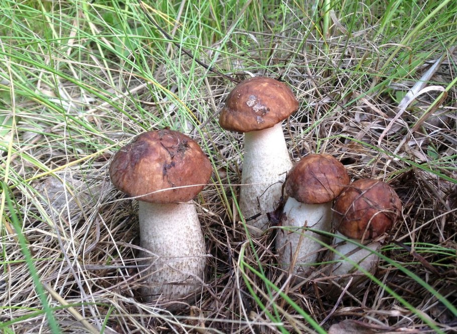 Масленок подберезовик