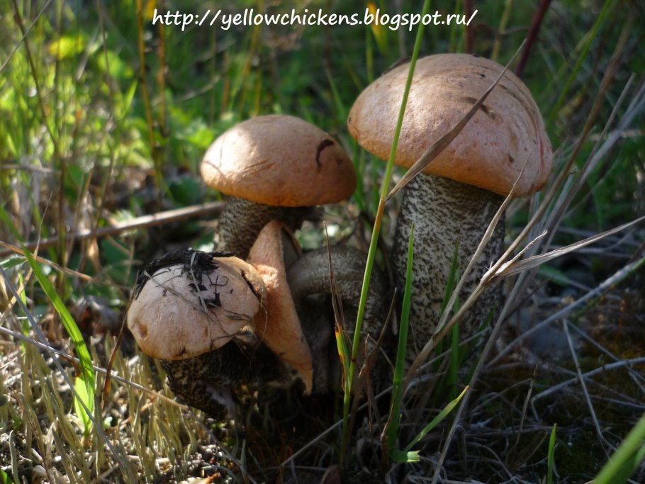 Белый гриб подосиновик масленок и