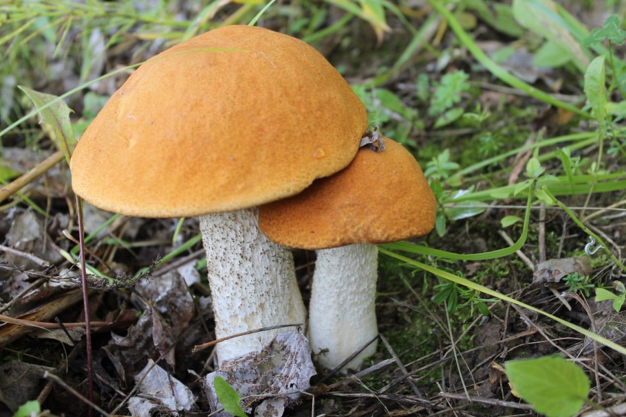 Загадка про подосиновик 5 класс