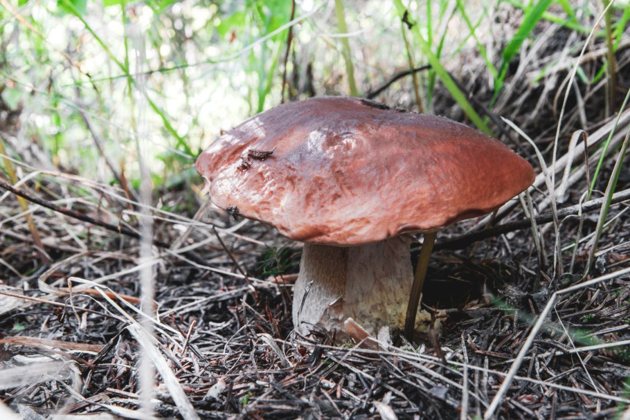 Рыжики подосиновики