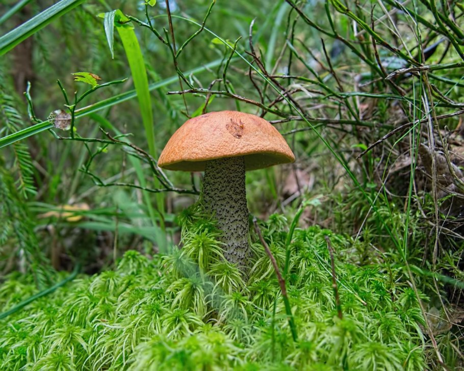 Съедобные грибы 5 класс