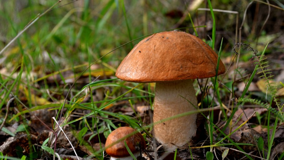 Подосиновик белоножковый