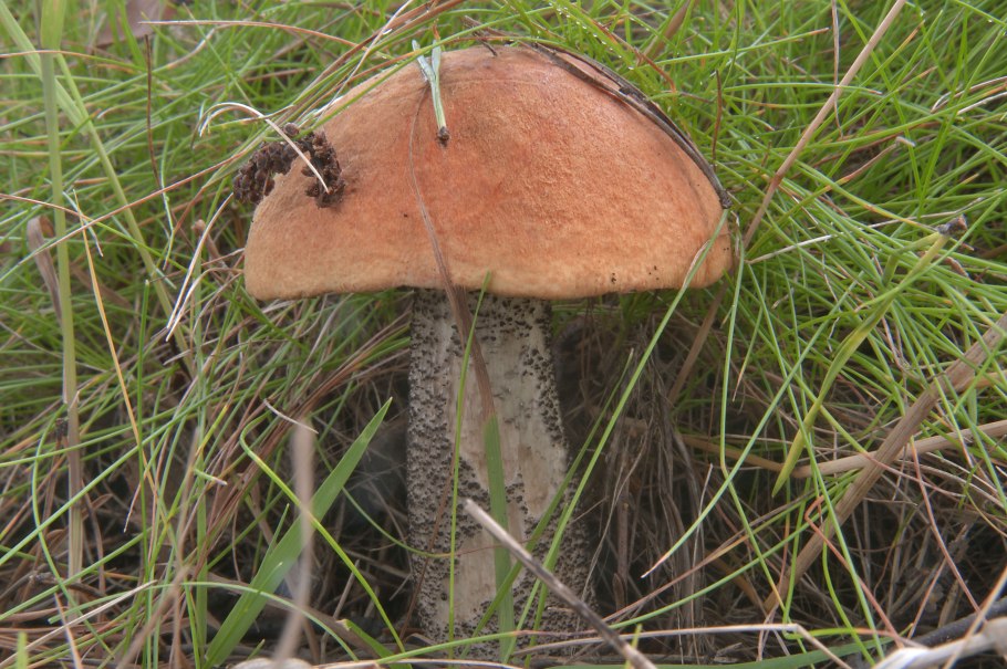 Маслята грибы подосиновики