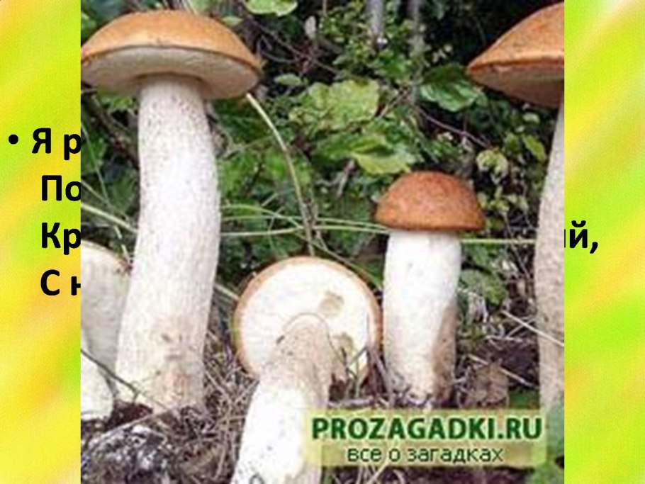 Подберезовики подосиновики и маслята трубчатые грибы