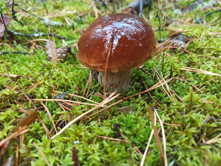 Маслята боровики сыроежка