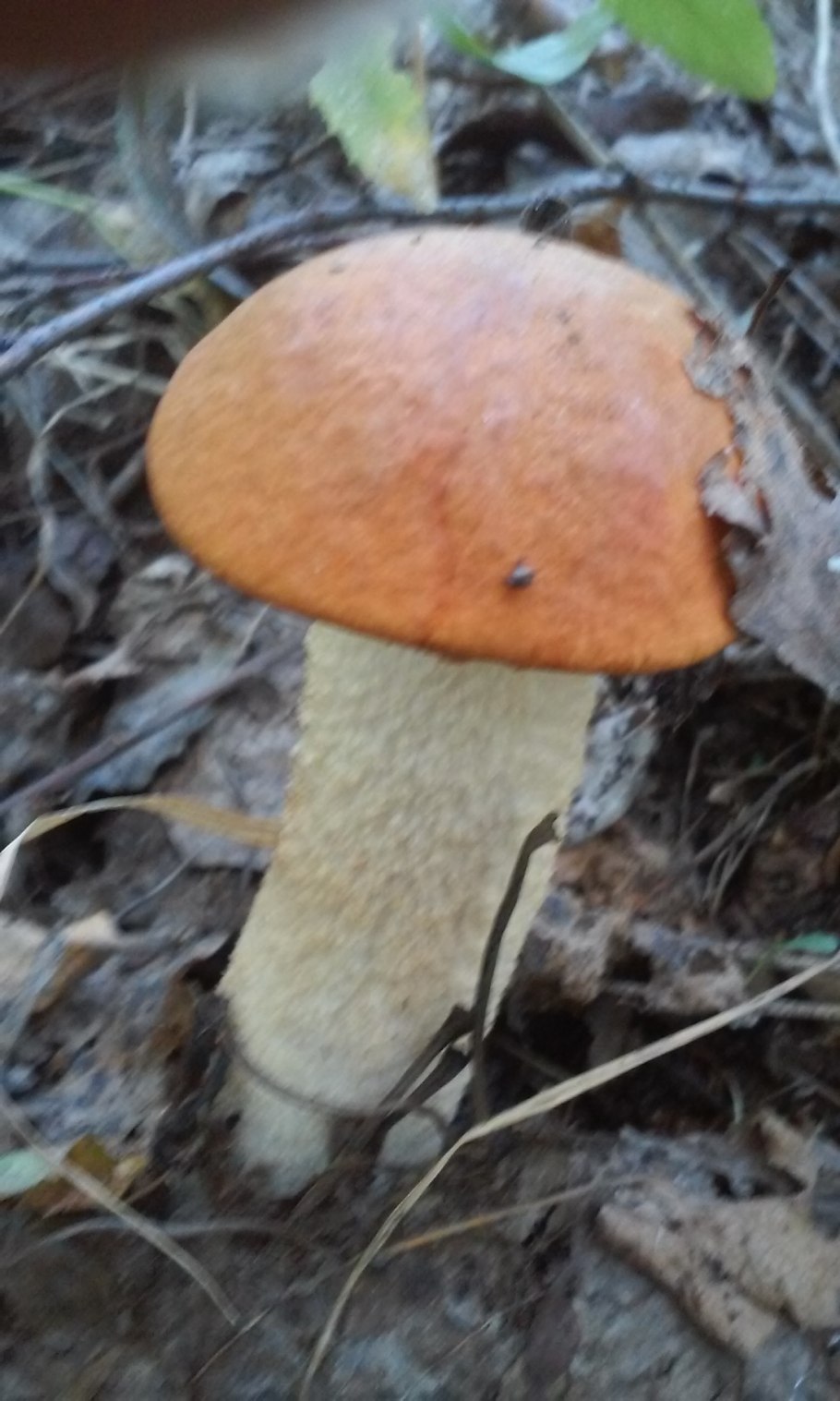 Грибы масленок подберезовик обабок