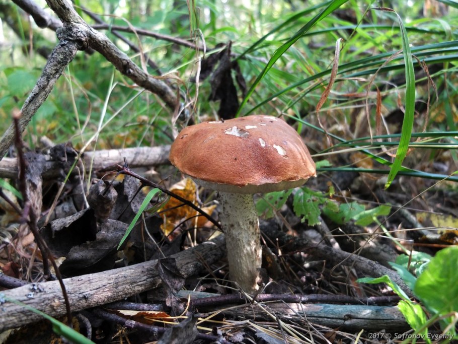 Съедобные грибы в лесу подосиновик