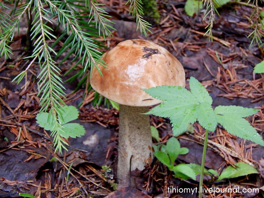 Рыжики и красноголовики