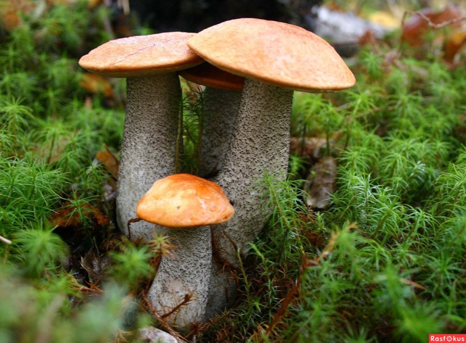 Подберезовик желтый