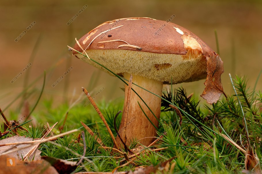 Лиственничный масленок гриб