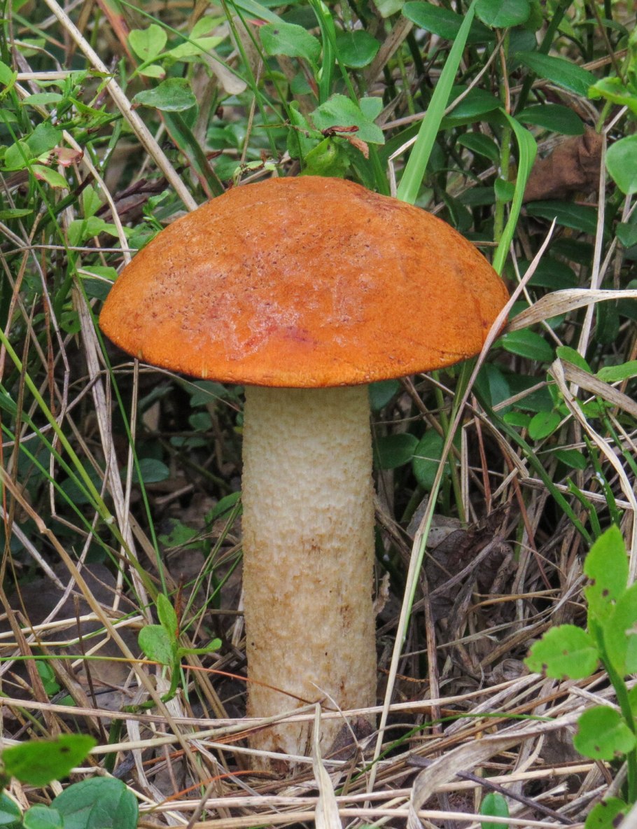 Подосиновик подберезовик Рыжик