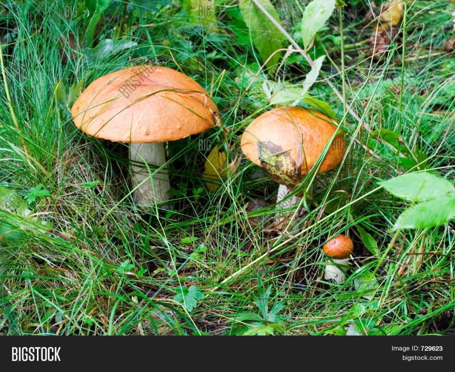 Гриб Листопадник в простонародье