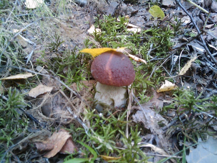 Подосиновик жёлто-бурый