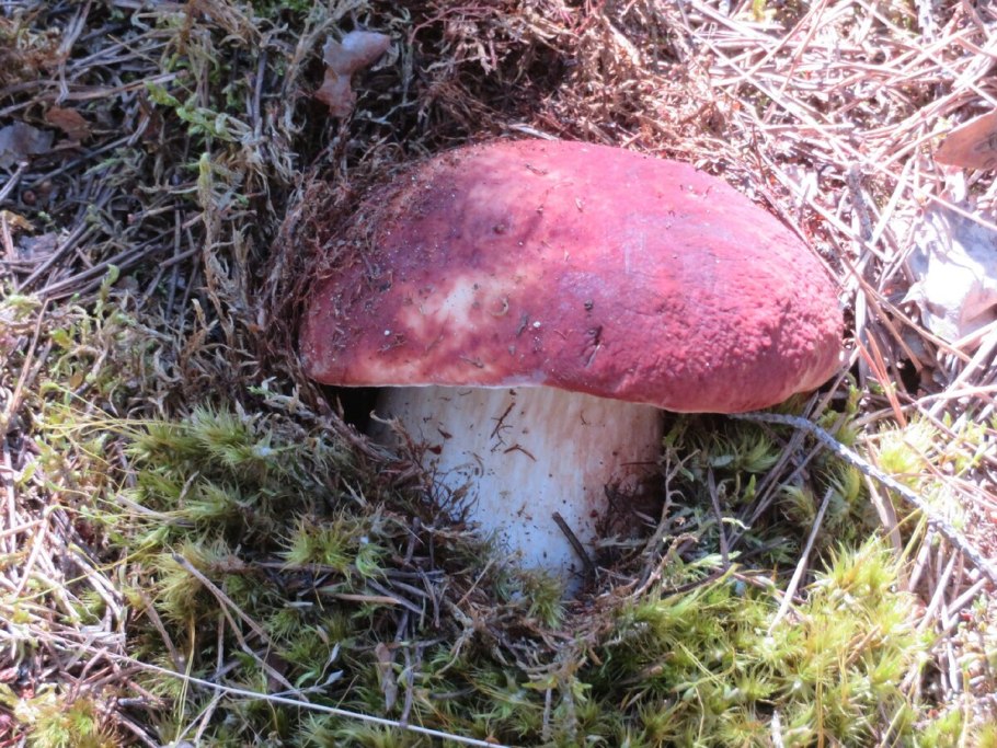 Смоленская область грибы