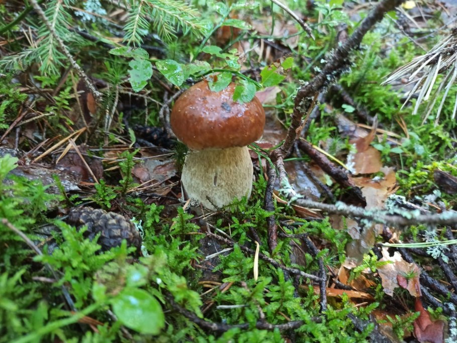 Подосиновик разнокожий