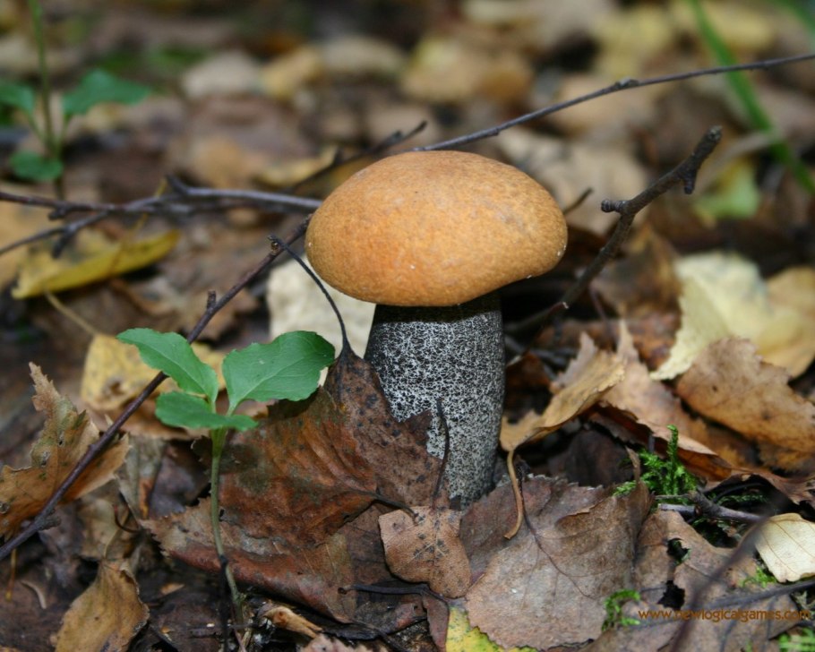 Грибы Карелии подберезовик