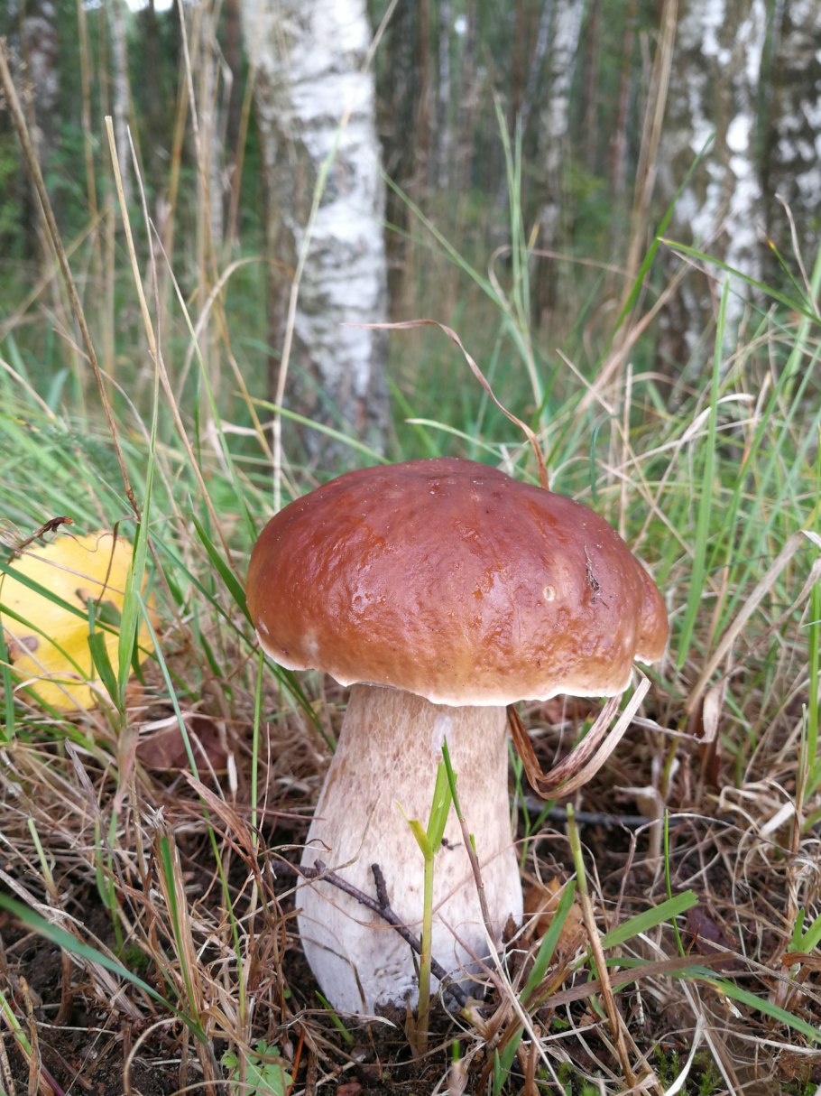 Подберезовик и Боровик