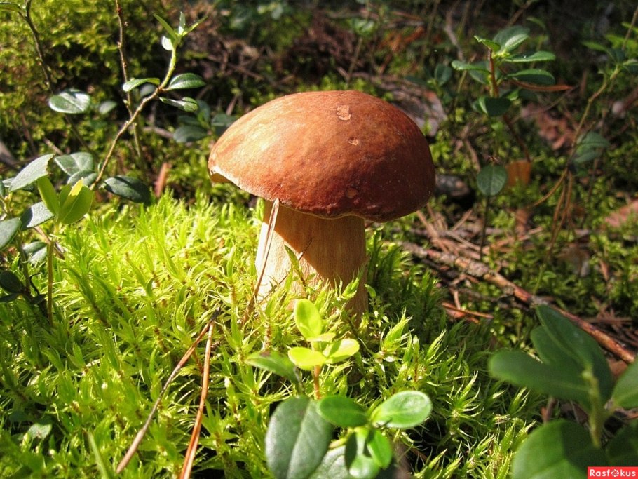 Белый гриб подосиновик масленок и