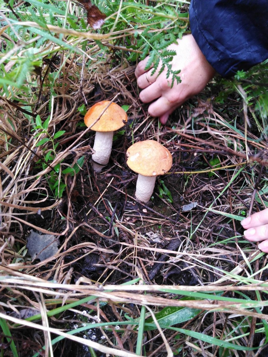 Грибы ХМАО Югры