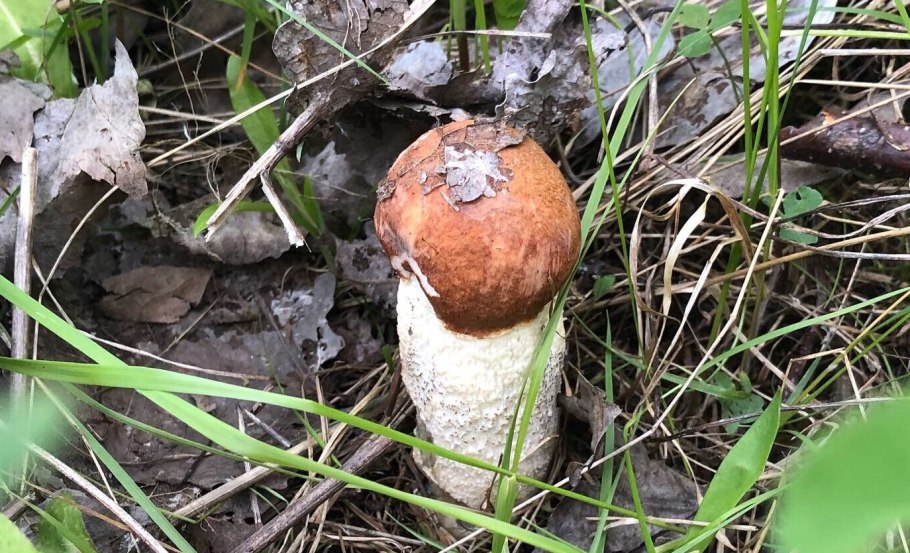 Королевский масленок белый