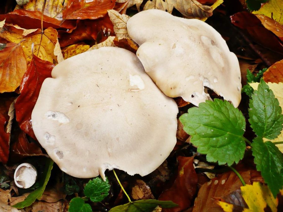 Рядовка Майская