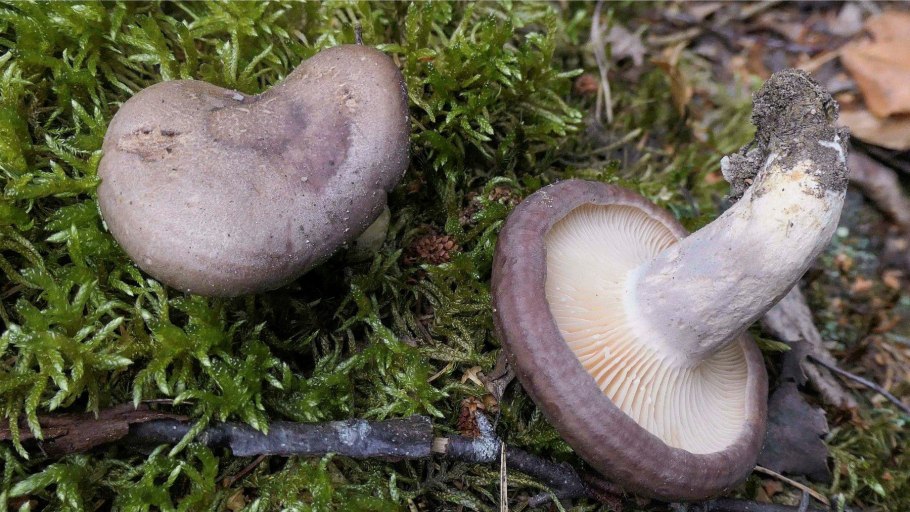 Млечник гриб серушка