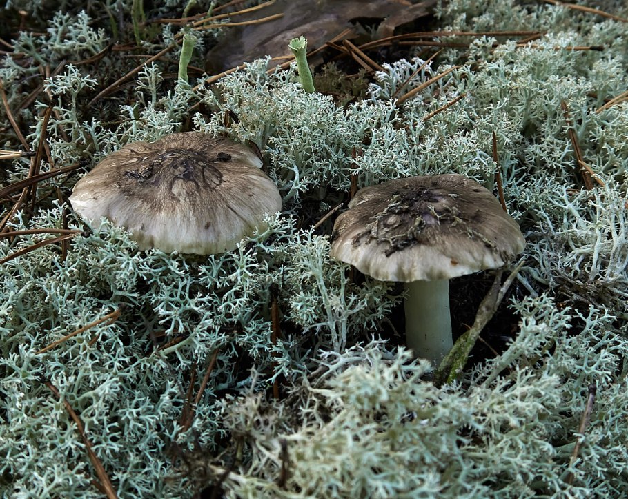 Рядовка серая Tricholoma portentosum.