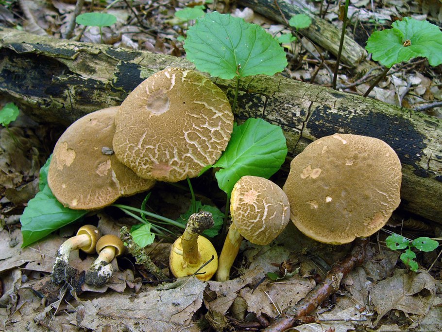 Xerocomellus porosporus