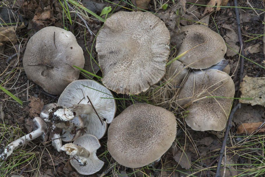Рядовка серебристая Tricholoma scalpturatum