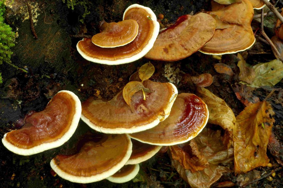 Древесный гриб рейши