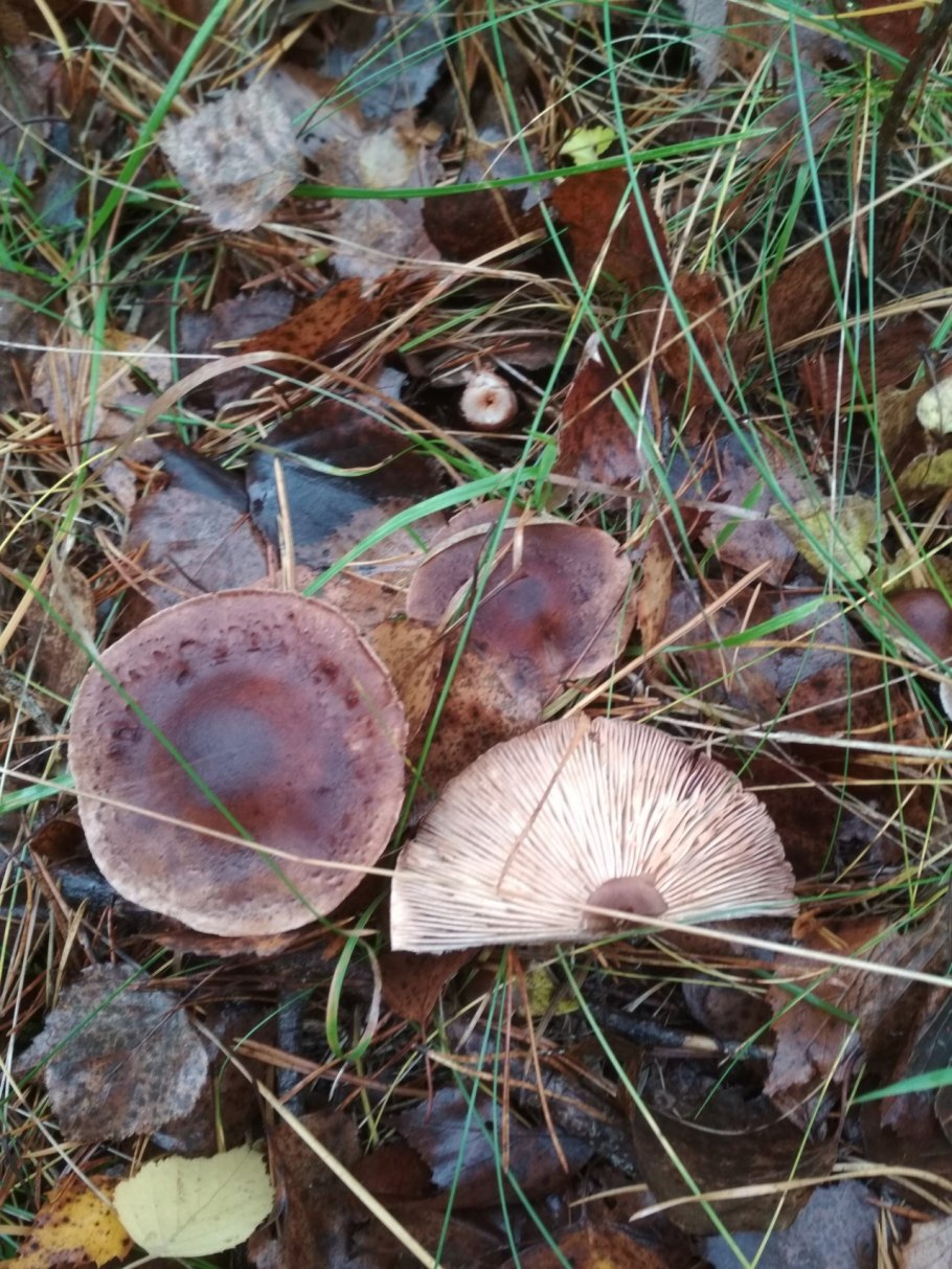 Рядовка Чешуйчатая Tricholoma imbricatum