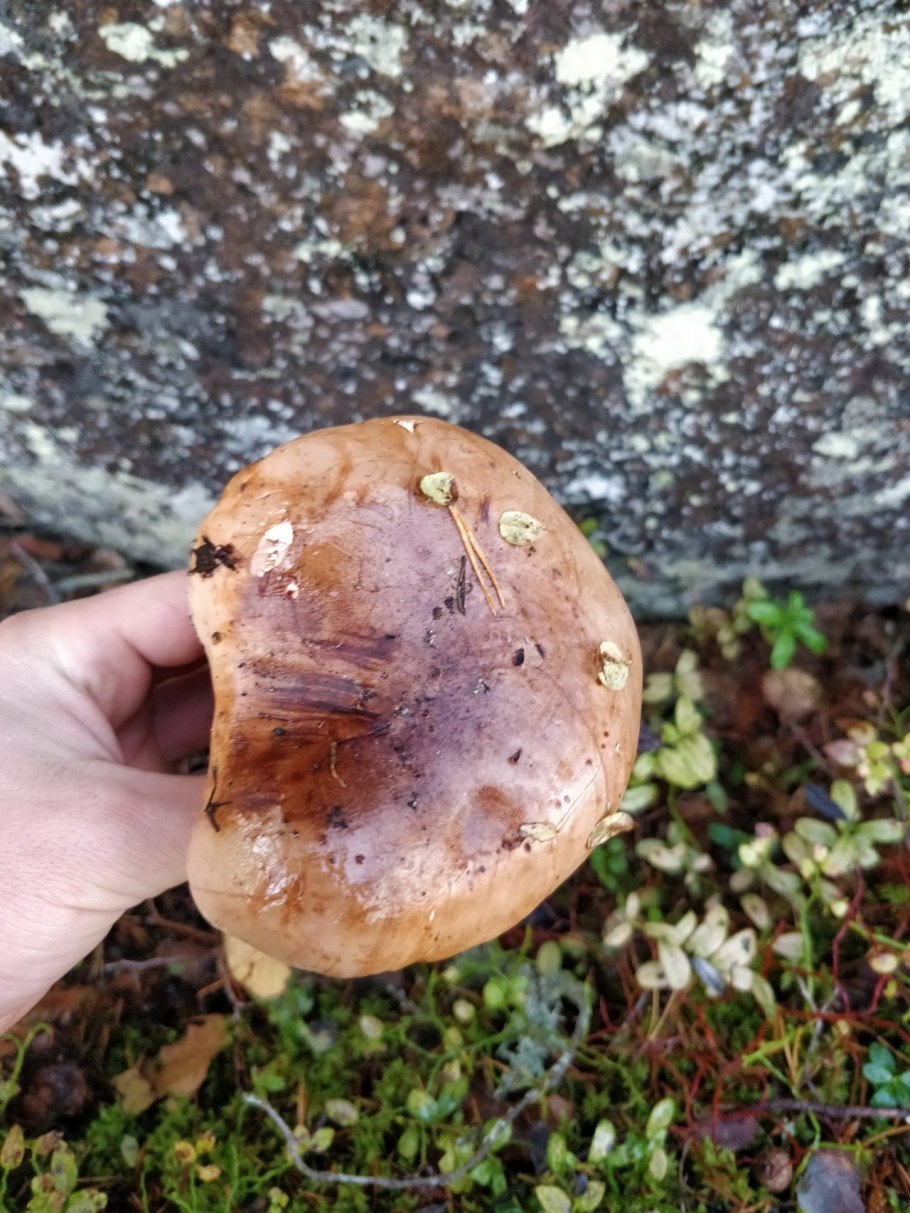Рядовка пятнистая (Tricholoma pessundatum)
