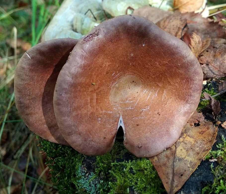 Гриб Пилолистник чешуйчатый