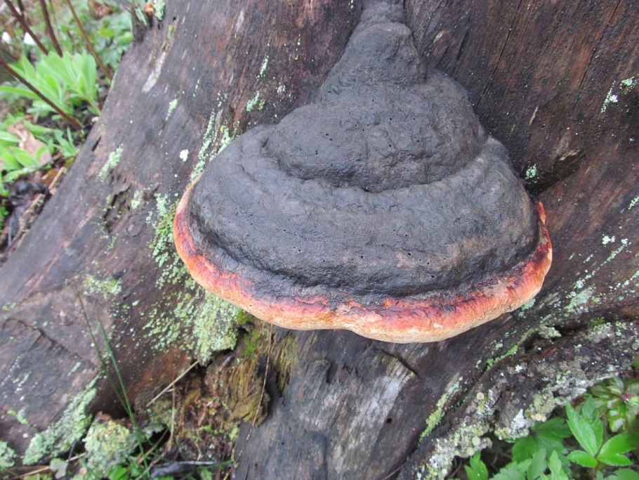 Fomitopsis Castanea