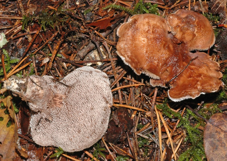 Трутовик ежовик гриб