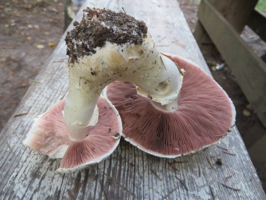 Шампиньоны под шляпкой