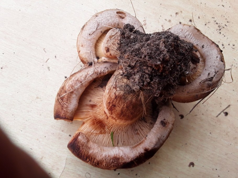 Коричневые грибы свинушка толстая