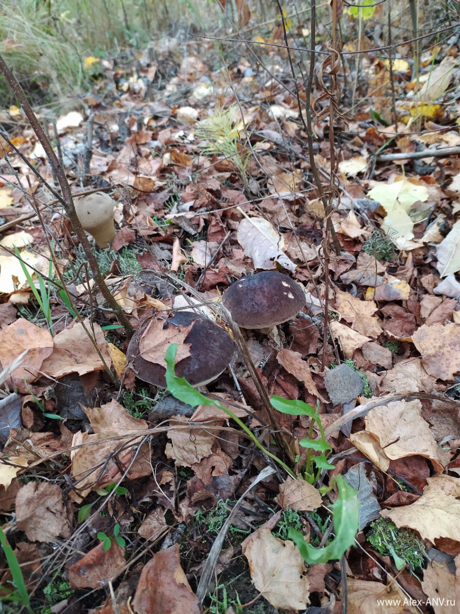 Бабье ухо гриб съедобный