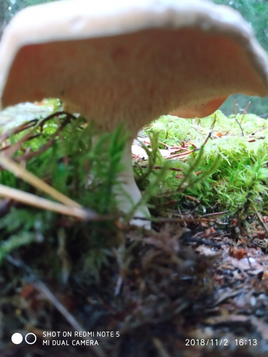 Матрёнены губы грибы