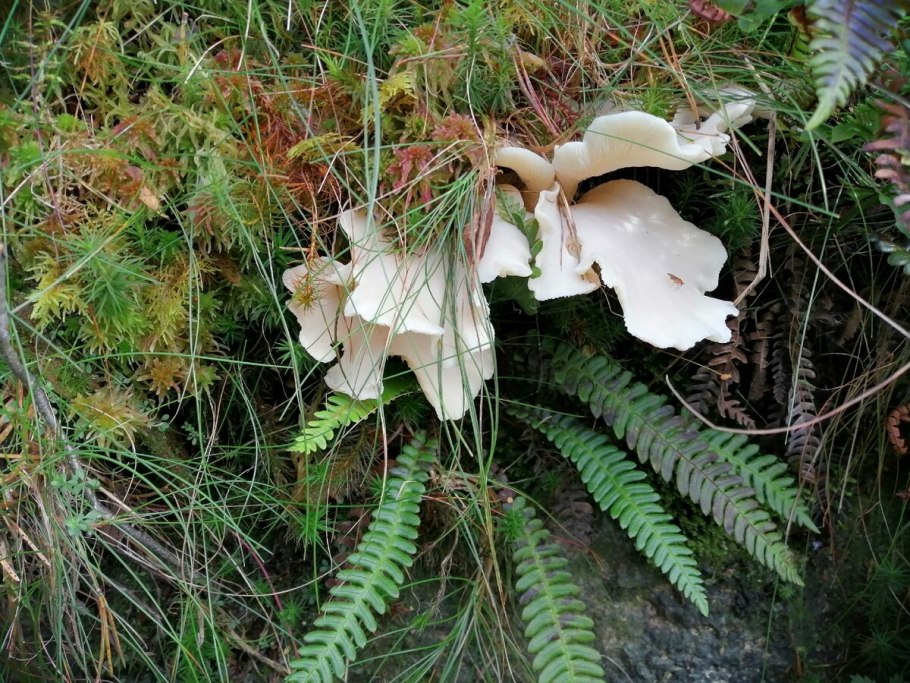 Грибы похожие на ракушки