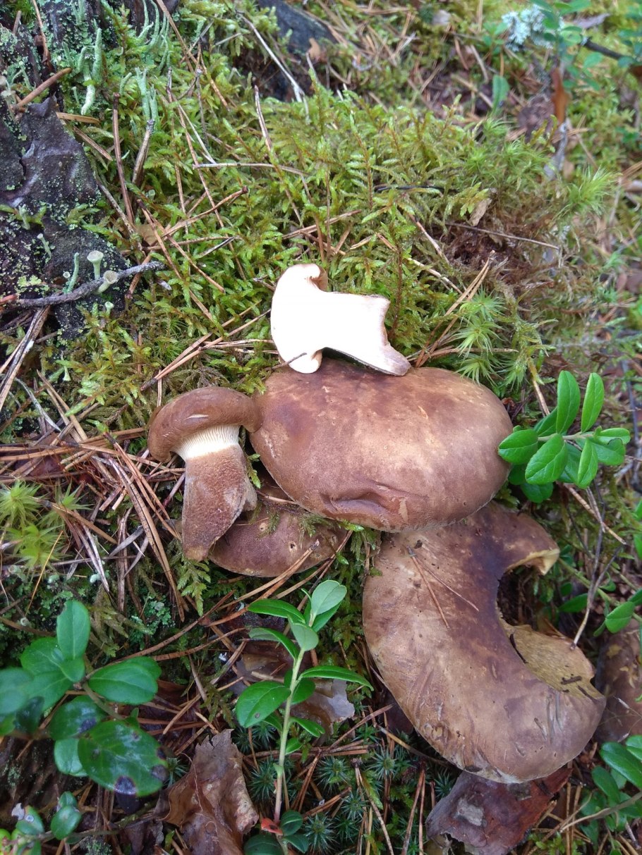 Коровьи губы грибы или свинушки