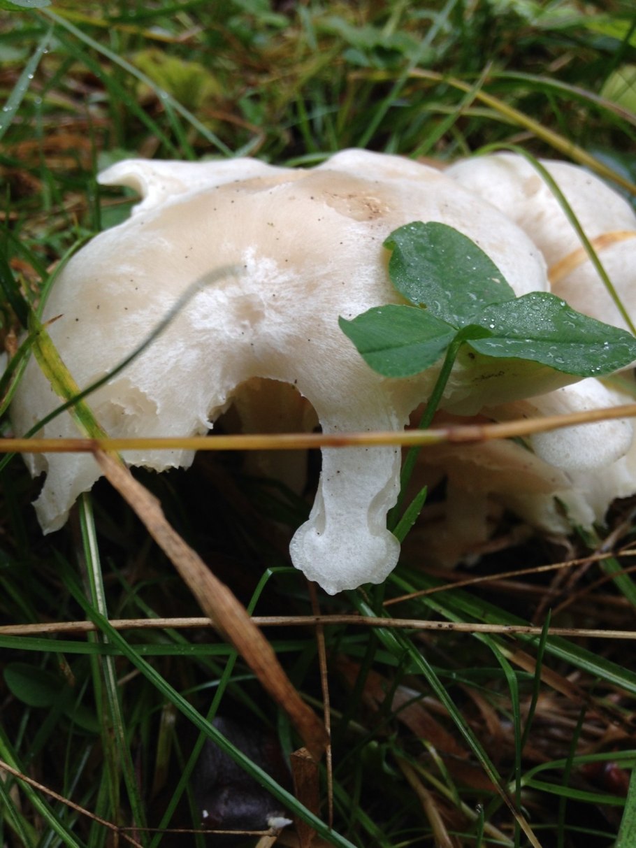 Говорушка восковатая гриб