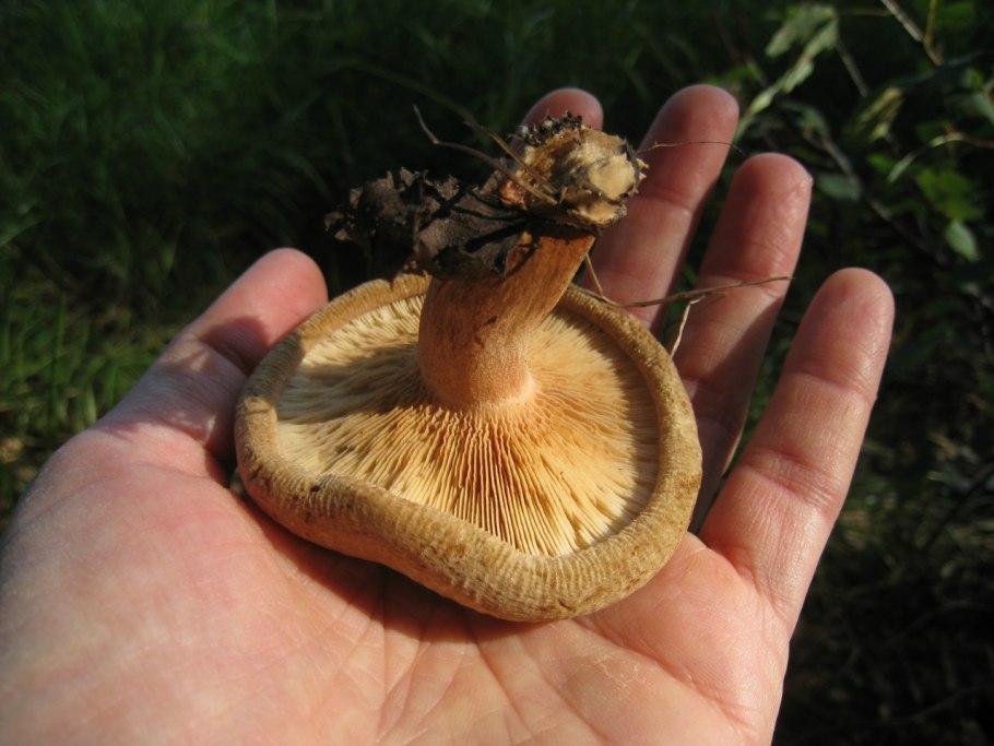 Свинушка тонкая ядовитый гриб