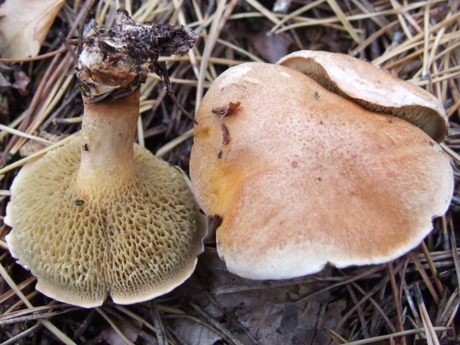 Козляк Suillus bovinus съедобный
