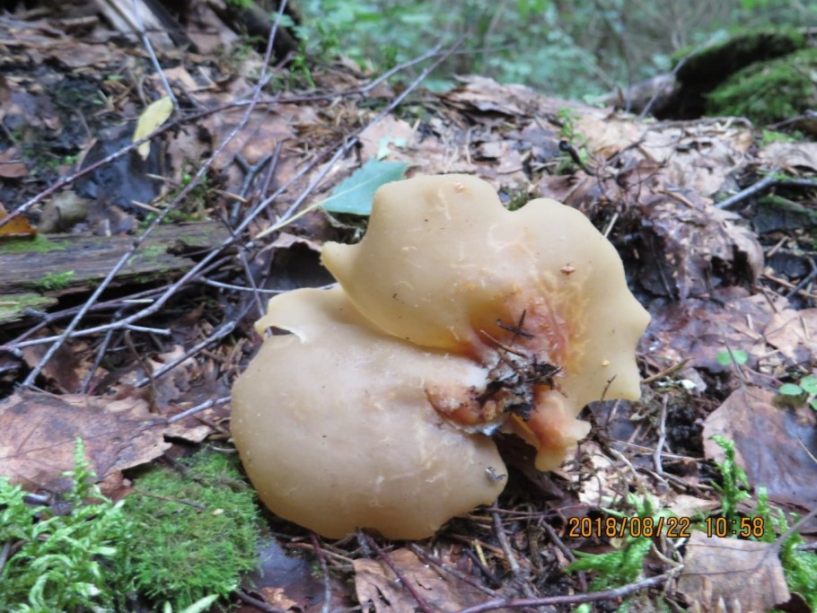 Пецица гриб в Крыму