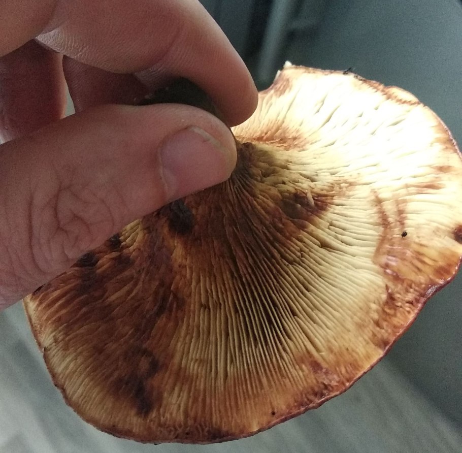 Свинушка гриб срез